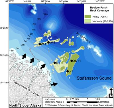 Slow Community Development Enhances Abiotic Limitation of Benthic Community Structure in a High Arctic Kelp Bed